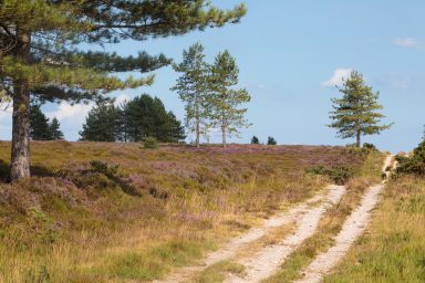 Purbeck Heaths