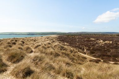 Purbeck Heaths